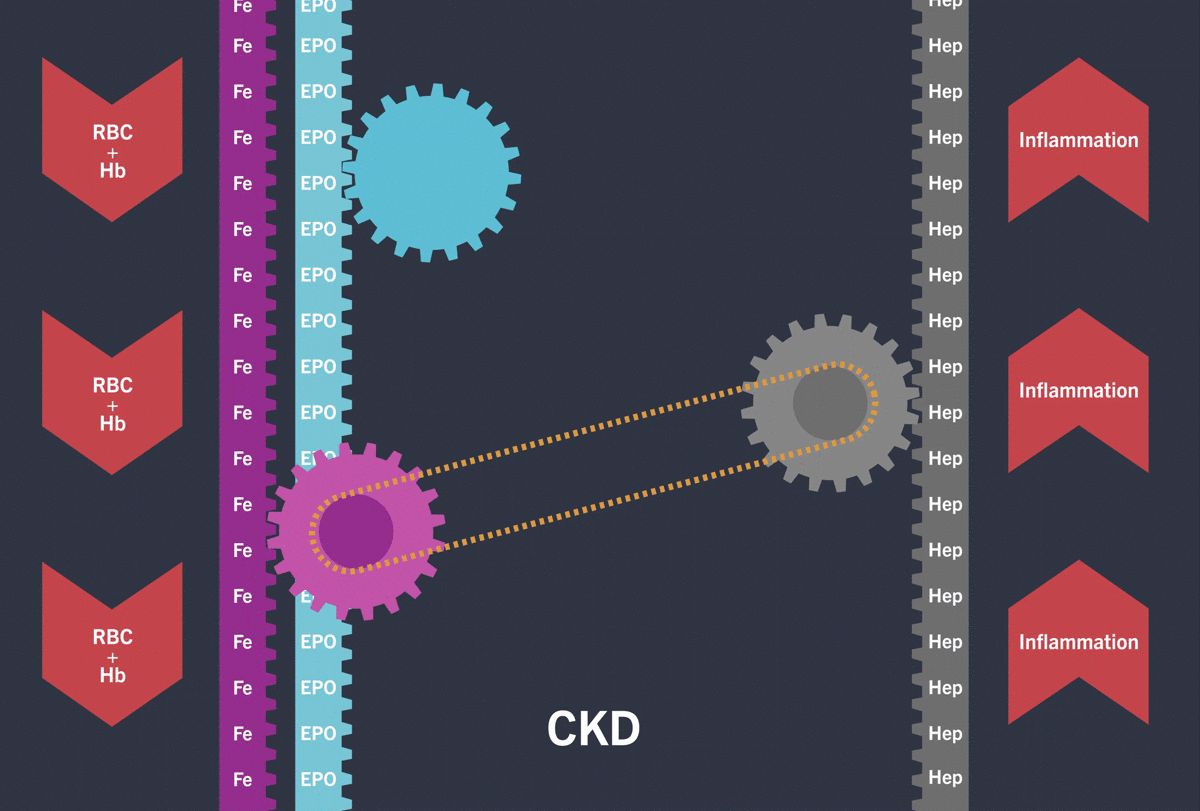 1_1_HIF mechanism_GIF_CKD