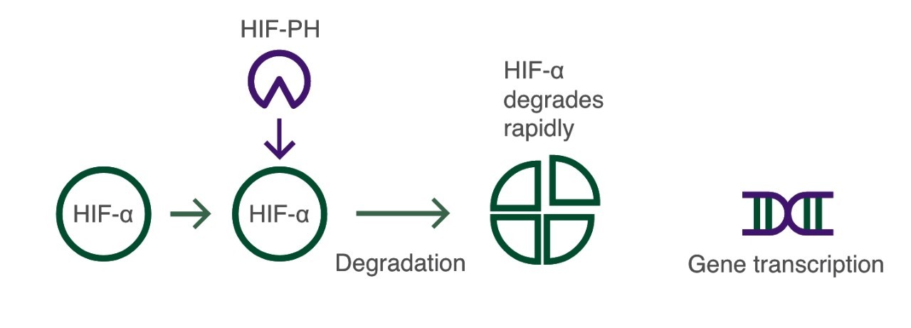 gene_transcription